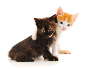 Fototapeta premium Two small kitten.