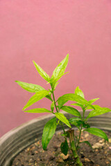 Growing paniculata in old black pots.