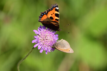 zwei Schmetterlinge auf einer Blüte