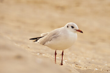 Seagull on the beach. Birds of the sea.