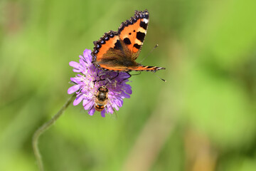 Schmetterling auf Blüte sitzend
