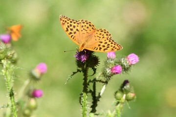Schmetterling auf Blüte sitzend