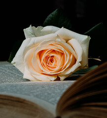 white rose on a book