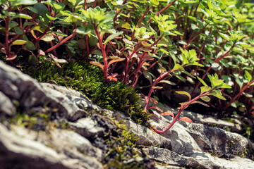 Bright green plants and moss on rocks in mountains. Selective shallow focus on the foreground. Graphic backgrounds.