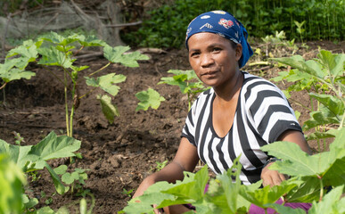 Traditional Mangyan indigenous woman in the Bignayan village garden with her eggplant bushes. The Philippines 