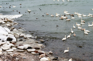 A seascape in winter. Flocks of waterfowl in winter at sea. Seagulls, ducks and swans in the Baltic Sea.