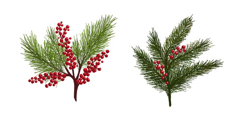 Spruce branches with berries. vector illustration. Winter branches for decorating postcards, ornaments. Red winter berries, fir branches.