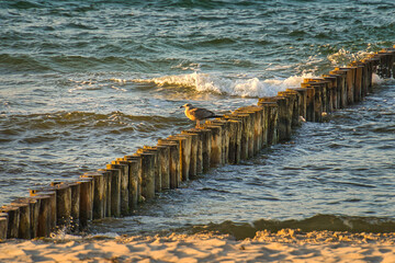Fototapeta premium groynes on the beach of the Baltic Sea in Zingst. Waves break on the wood