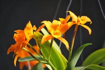 yellow and orange orchid