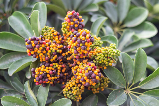 Hojas y fruto del arbusto Schefflera arboricola