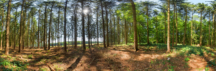 Panoramaaufnahme im Wald