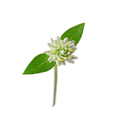 white flowers isolated on white background