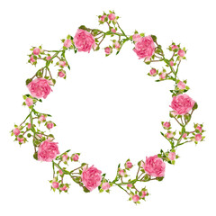 wreath of twigs of small roses. isolated flowers of pink color on a white background. floral design element