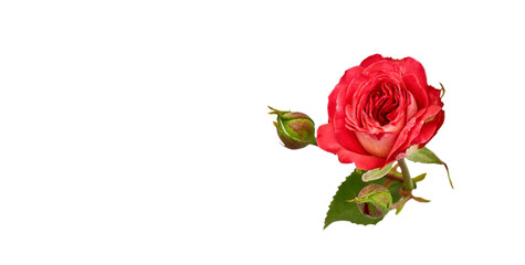 invitation panoramic floral banner. red rose isolated on white background. design for greeting card or invitation with place for text