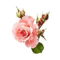 coral open rose flower and closed green buds. small bouquet on a white background. isolated flower for design of cards, invitations