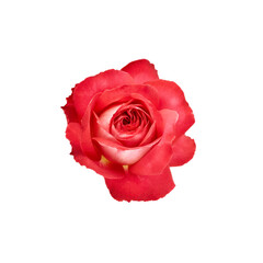 beautiful red rose flower isolated on white background. for design posters, banners and invitations