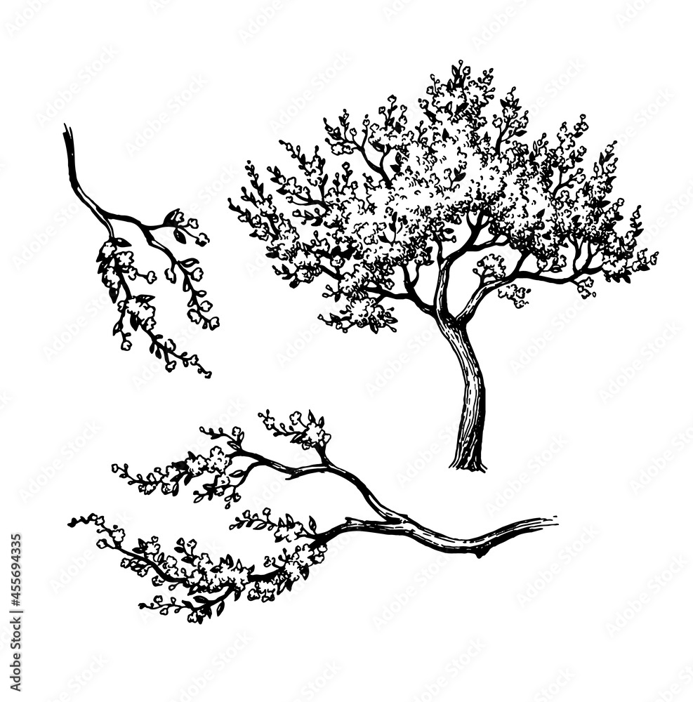 Canvas Prints blooming cherry tree and branches.