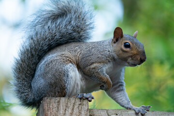 squirrel on a tree
