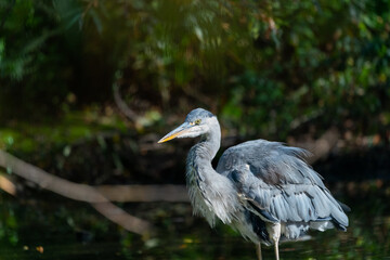 great blue heron