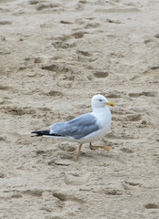 seagull on the beach