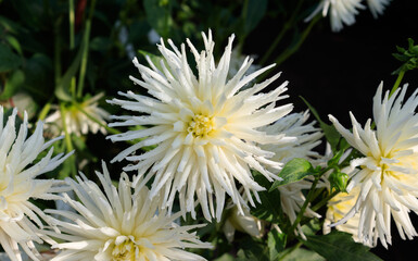 White cactus dahlias of the 'Playa Blanca' variety in the morning dew in the garden © prambuwesas