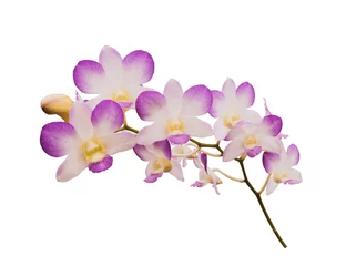 Foto op Canvas Pink orchid on a white background © suththirat