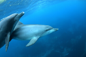 Fototapeta na wymiar 青い海を泳ぐ御蔵島のミナミハンドウイルカ