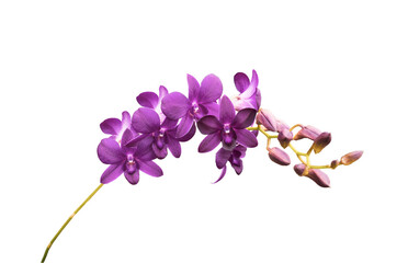 Fototapeta na wymiar purple orchid isolated on a white background with Clipping path