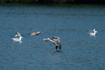 seagull in flight