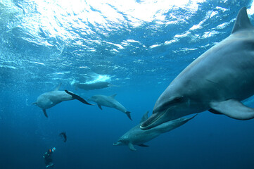Obraz na płótnie Canvas シュノーケリングでミナミハンドウイルカと泳ぐことのできる御蔵島
