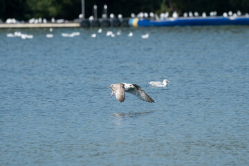 seagulls on the water