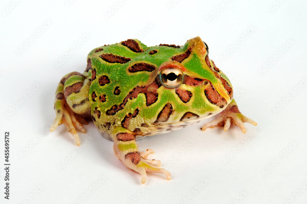 Sticker Chacoan horned frog, Pacman-Frog // Schmuckhornfrosch (Ceratophrys cranwelli)