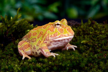 Chacoan horned frog, Pacman-Frog // Schmuckhornfrosch (Ceratophrys cranwelli)
