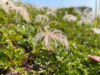 チングルマの綿毛