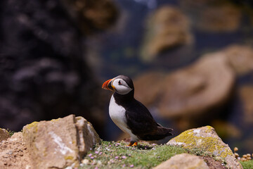 Fototapeta premium puffin standing on a rock cliff . fratercula arctica