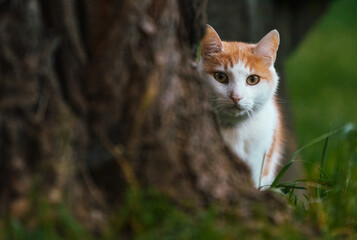 Biało rudy kot skradający się zza drzewa - obrazy, fototapety, plakaty