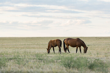 Fototapeta na wymiar horses graze in a beautiful field