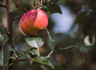czerwono-pomarańczowe jabłko rosnące na drzewie