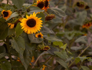 large sunflowers in warm colors
