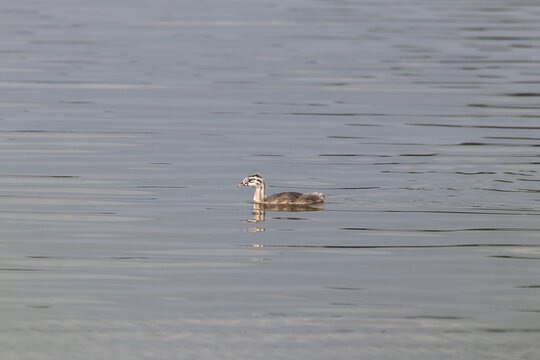 Lone Great Crested Grebe Podiceps cristatus swims in the wilderness, nature reserve, bird watching on the water body