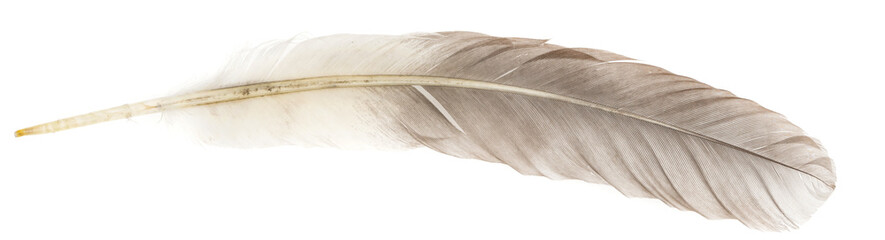 Fototapeta na wymiar Natural bird feathers isolated on a white background. Big goose feathers.