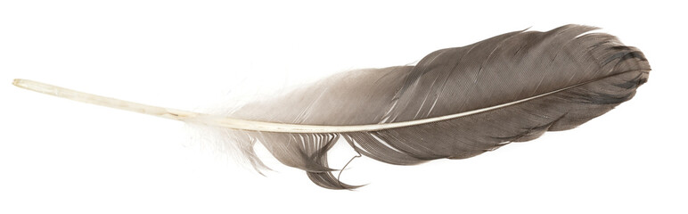 Natural bird feathers isolated on a white background. Big goose feathers.