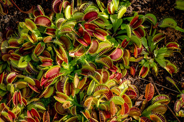 Obraz premium Venus flytrap in garden bed. Dionaea muscipula. Exotic tropical plant.
