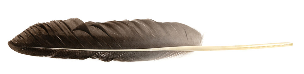 Natural bird feathers isolated on a white background. Big goose feathers.