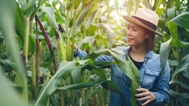 Asian farmer woman checking corn quality at the organic farm 4K future technology agricultural food harvest video visual concept organic farming concept
