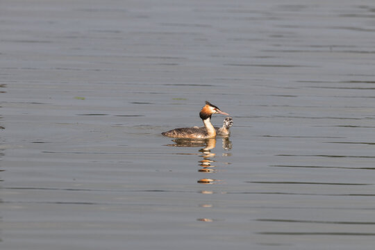 Lone Great Crested Grebe Podiceps cristatus swims in the wilderness, nature reserve, bird watching on the water body
