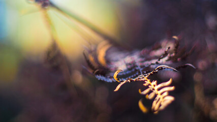 Fototapeta na wymiar Macro de belles feuilles de fougère marrons, dans un environnement aux couleurs chaleureuses, dans la forêt des Landes de Gascogne