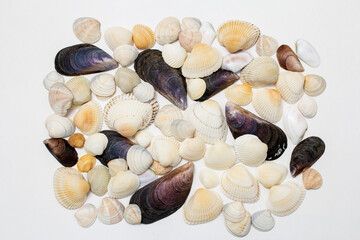 seashells background,  lots of different seashells piled together