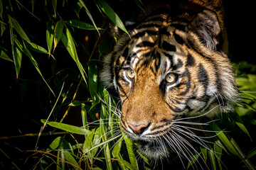 portrait of a tiger hiding in the bushes