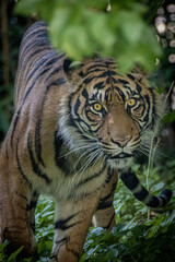 Portrait of a young tiger in the jungle